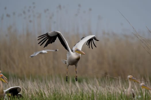 Pelicans In The Danube Delta Reserve