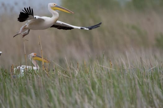Pelicans In The Danube Delta Reserve
