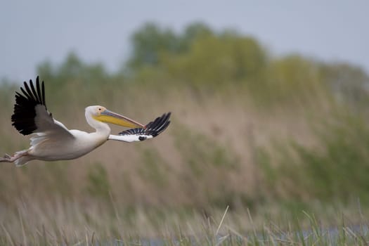 Pelicans In The Danube Delta Reserve