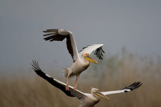 Pelicans In The Danube Delta Reserve