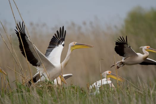 Pelicans In The Danube Delta Reserve