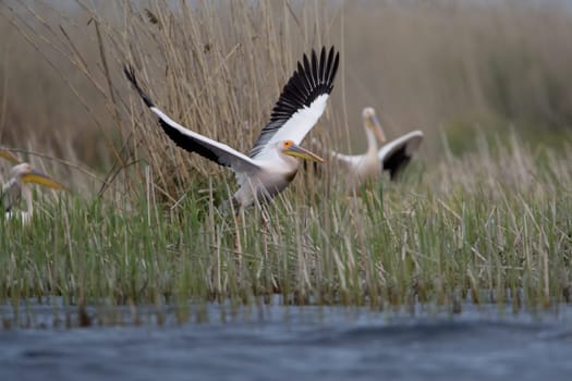 Pelicans In The Danube Delta Reserve