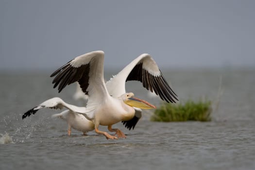 Pelicans In The Danube Delta Reserve