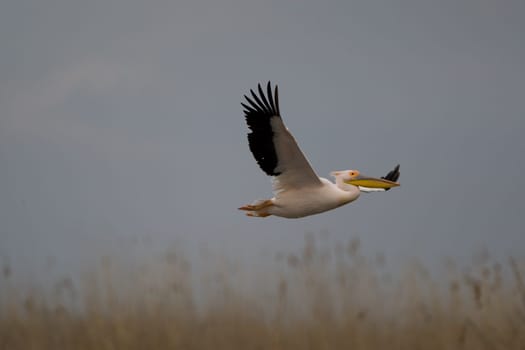 Pelicans In The Danube Delta Reserve