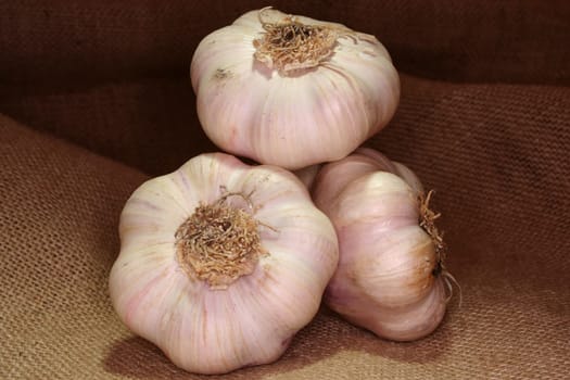 Garlic