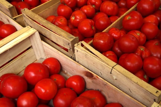 Tomatoes