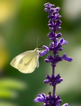 Sage and cabbage white