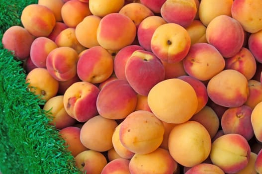 Apricots