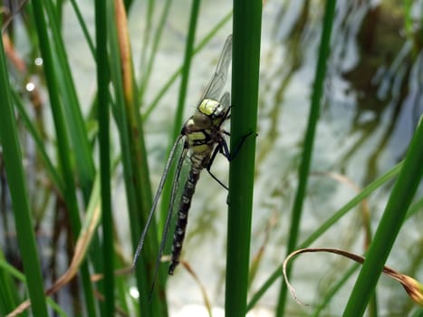 Dragonfly