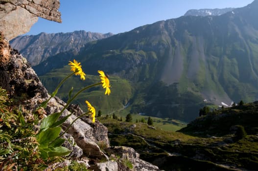 Mountain Flowers
