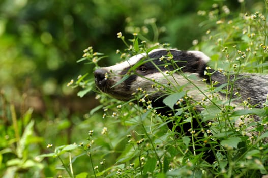 Badger 5