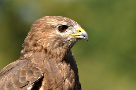 Common buzzard