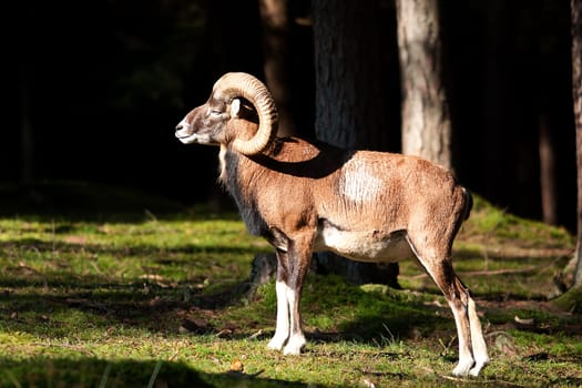 Mouflon in pose