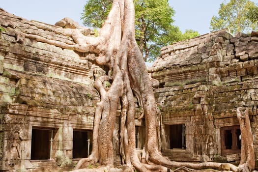 Ta Prohm in Angkor