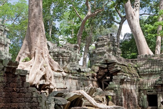 Ta Prohm in Angkor