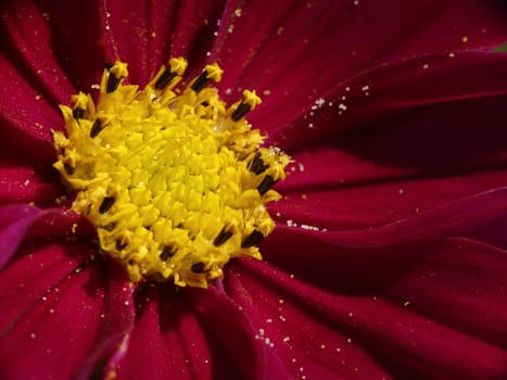 Cosmea,Jewelry Basket,Cosmos bipinnatus
