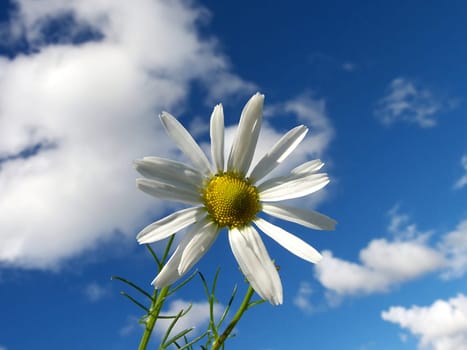 camomile