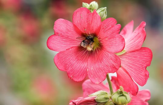 Mallow with bumblebee