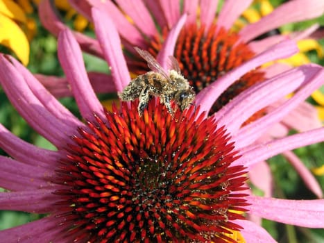 Sun hat with bee