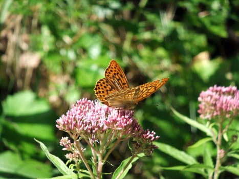 Butterfly on stonecrop