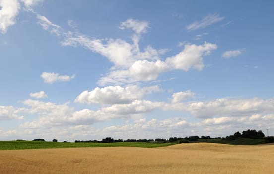 Grain field