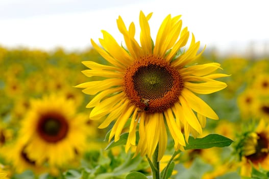 Sunflower