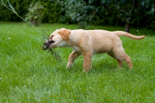 Puppy Golden Retriever