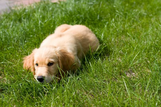 Puppy Golden Retriever