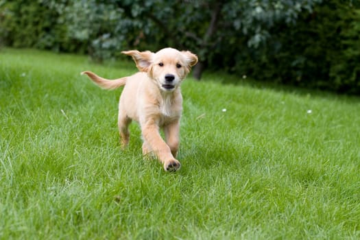 Puppy Golden Retriever