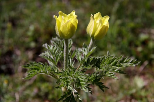 Pulsatilla sulphurea syn. Pulsatilla alpina subsp. apiifolia