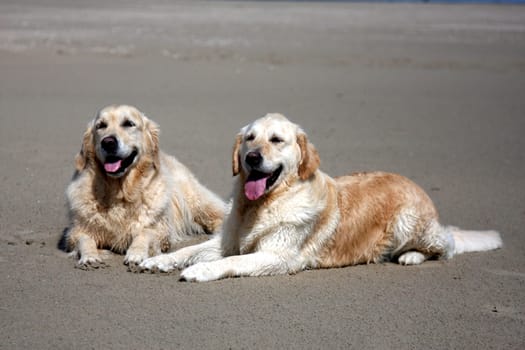 Best Friends