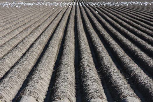 Agriculture on Texel