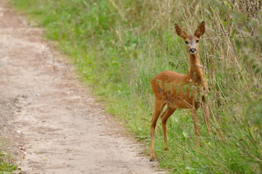 Deer on the side of the road