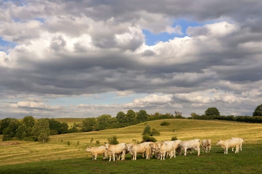 The Flock
