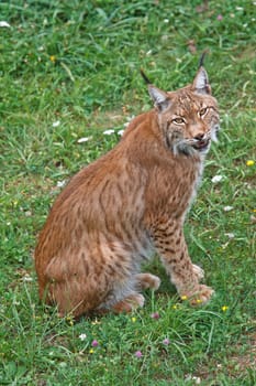 Lynx pardinus