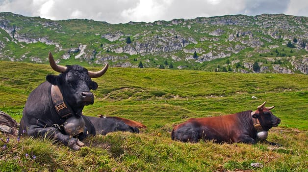 Herens Fighting Cow