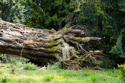 disproved tree - roots