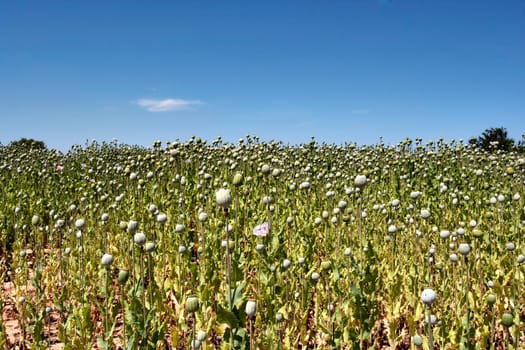 field of opium poppy