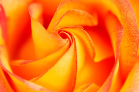 rose