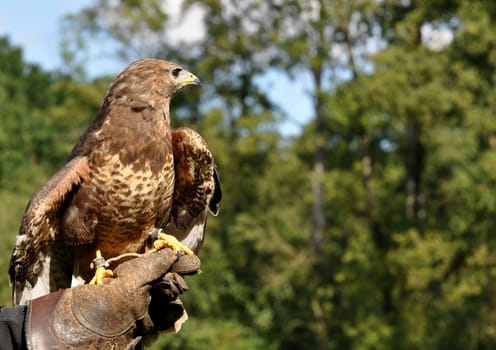 Buzzard 3