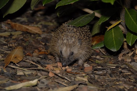 Hedgehog at night