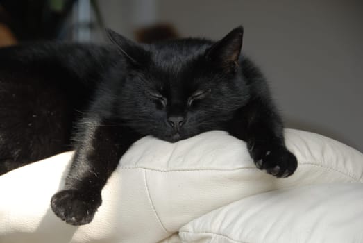 Black cat on the couch