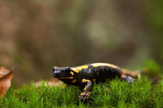 Fire salamander