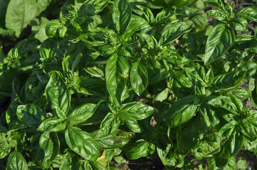 Basil