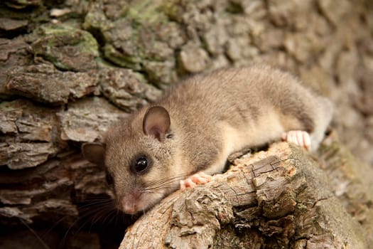 Dormouse