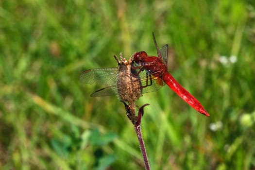 Scarlet dragonfly