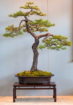 Scots pine as bonsai