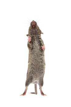 mouse from below isolated