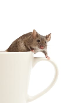 mouse on coffee cup isolated