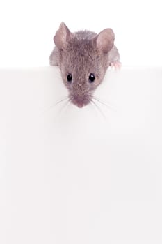 Mouse looking over edge isolated